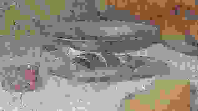 Eels, Detail from the Last Supper