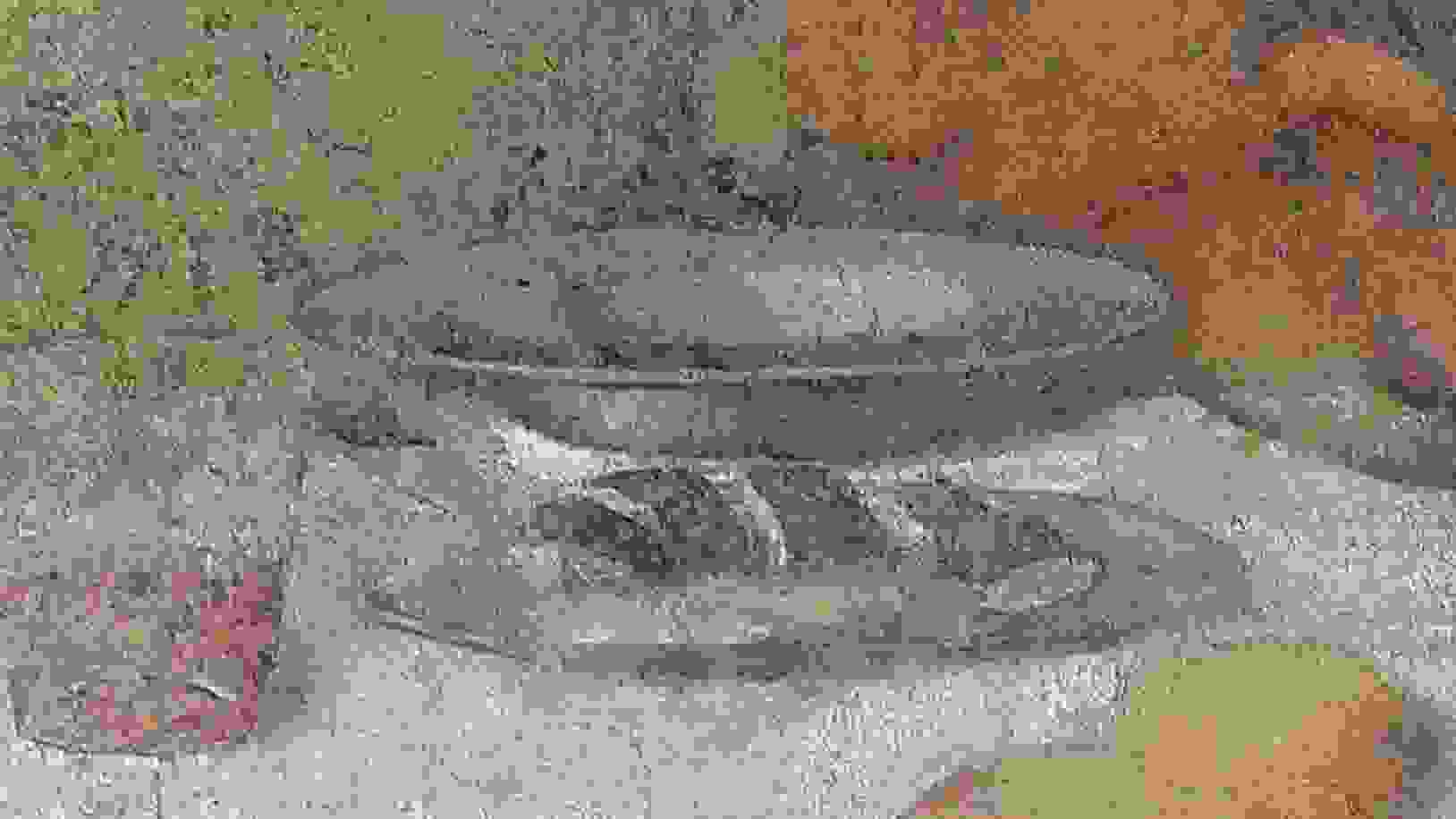 Grainy image of a bowl and bread, a detail from Leonardo Davinci's "Last Supper"