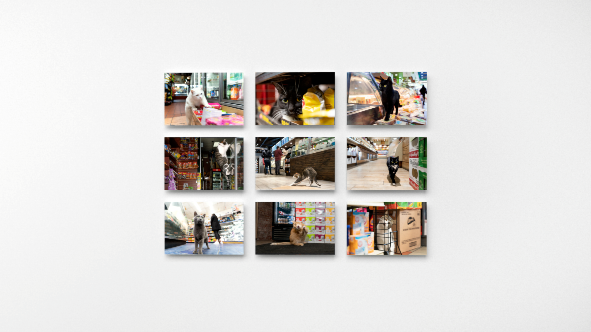 Photograph of nine color photographs printed on panels, in a 3 x 3 grid, each showing a bodega cat.