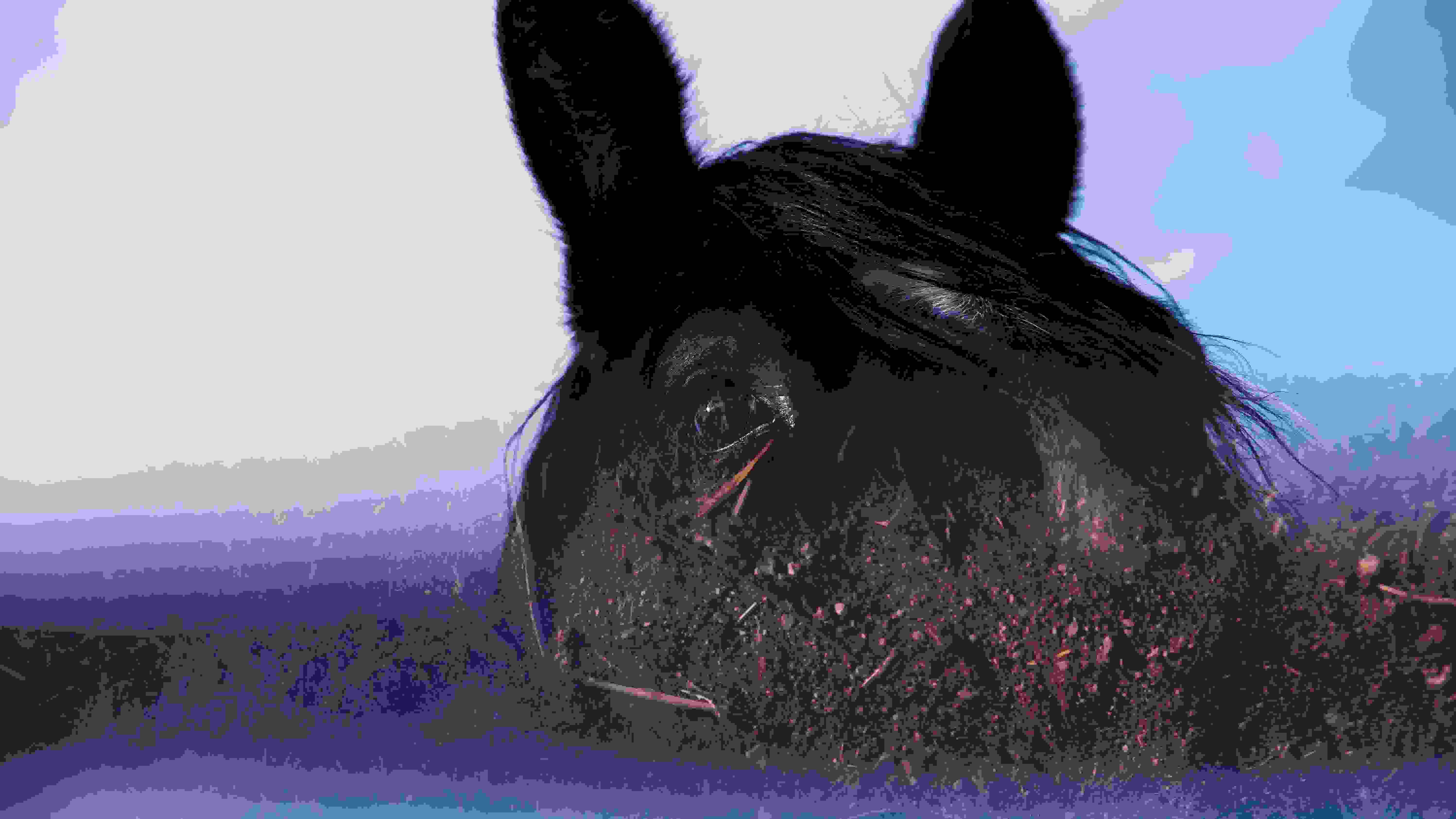 A color photograph showing the top part of a horse’s face, including the ears (slightly cropped at the top). Only one eye is seen. Face is at an angle to the camera in a three quarter profile. From the eye down the face is obscured by a reflection of the ground showing brown dirt midway across the image. The bottom of the composition is similar to the background appearing like the sky both light blue and white for clouds.