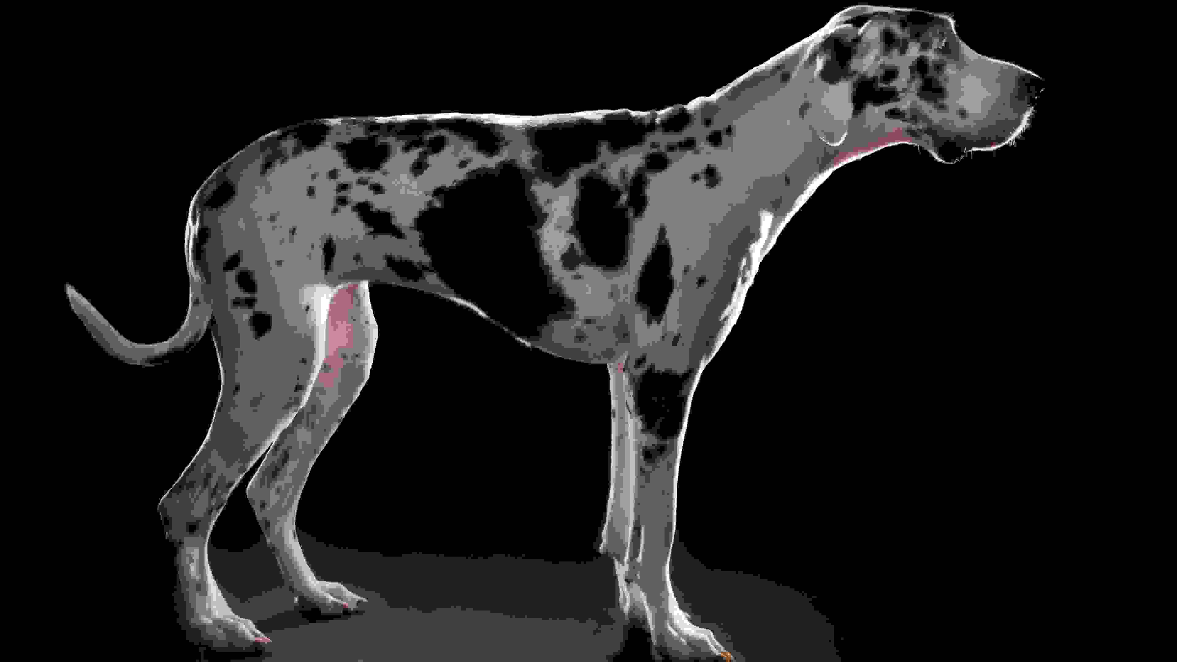 A photograph of a black and white spotted dog in profile against a black background.