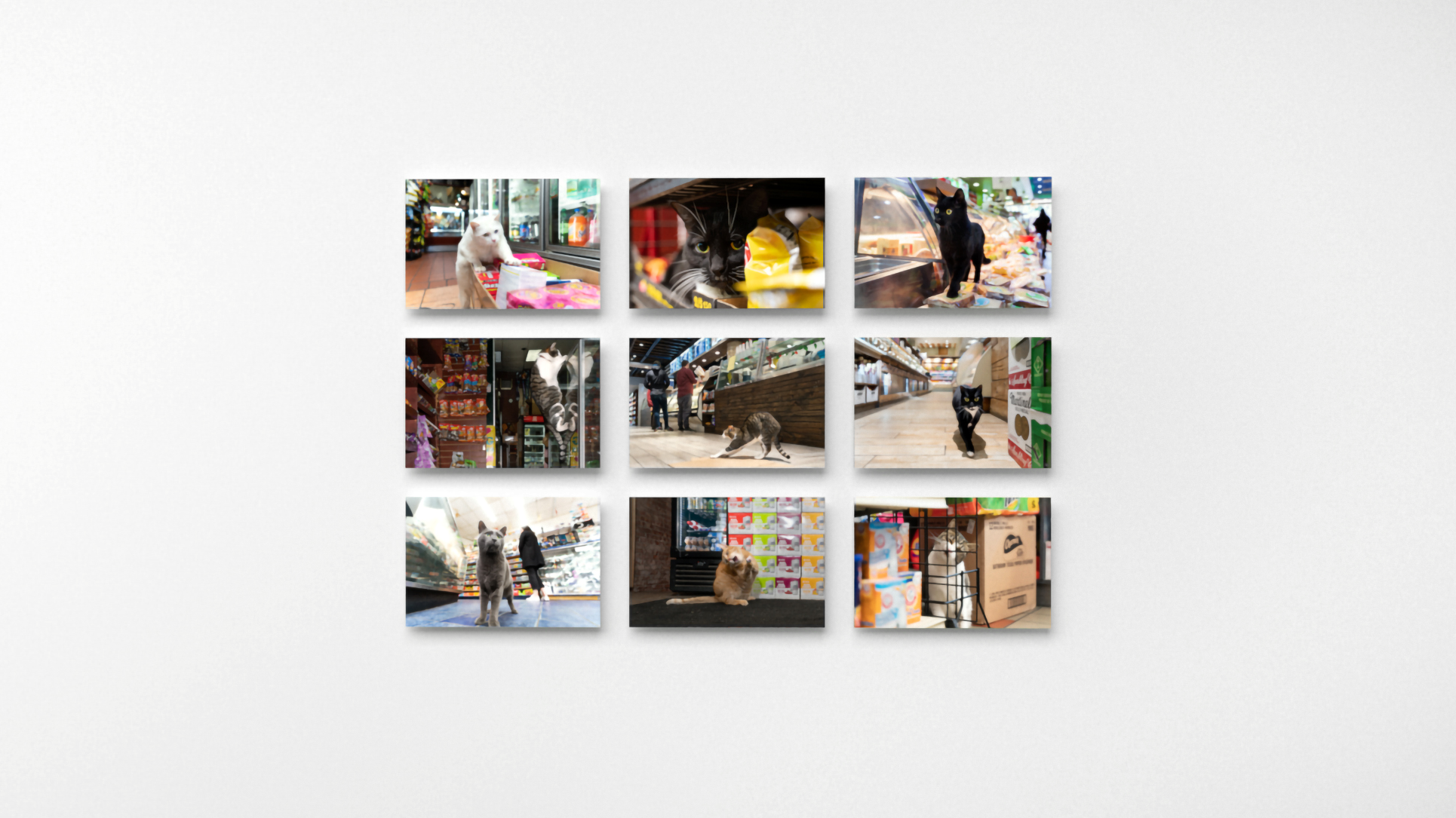 Photograph of nine color photographs printed on panels, in a 3 x 3 grid, each showing a bodega cat.
