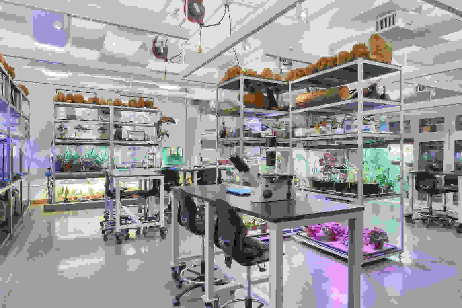 Installation shot of the SVA BFA Fine Arts Bio-Lab.  Scientific specimens, miscroscopes, plant samples and fish tanks visible.