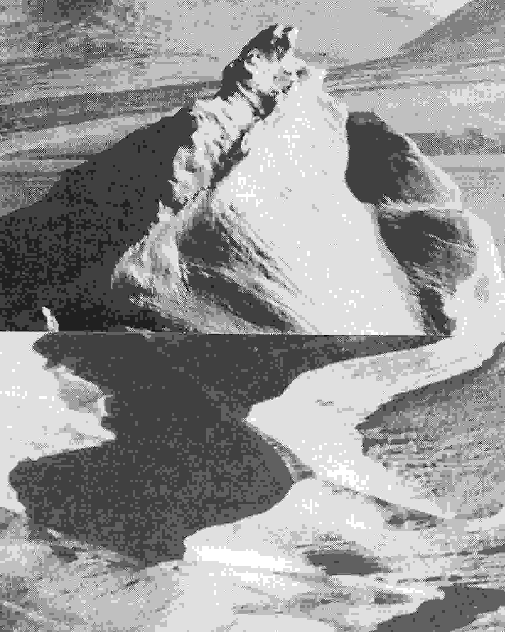 Black and white textured photograph of a mountainous landscape