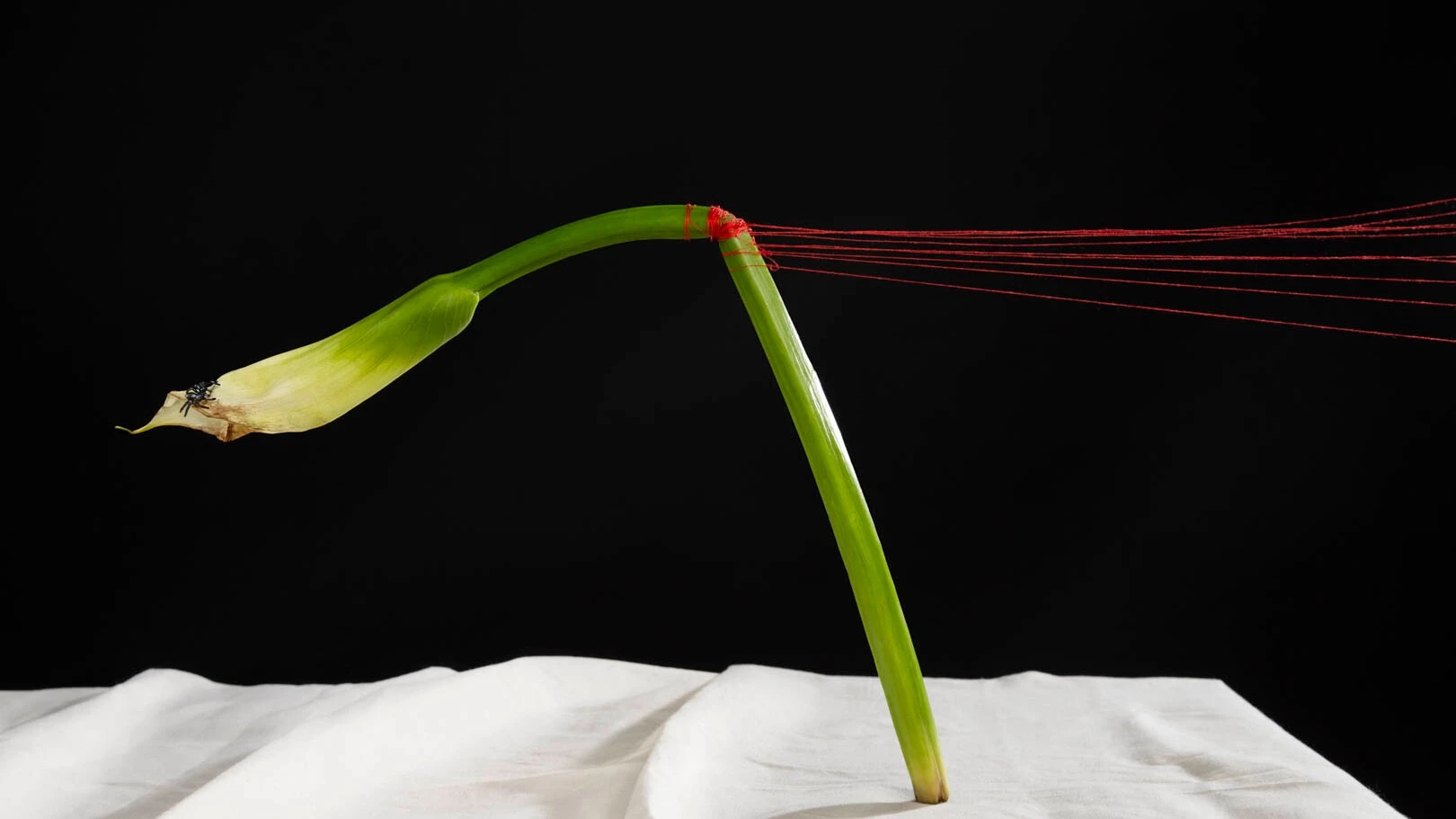 A calla lily against a white sheet and black background is suspended upright by several red strings.