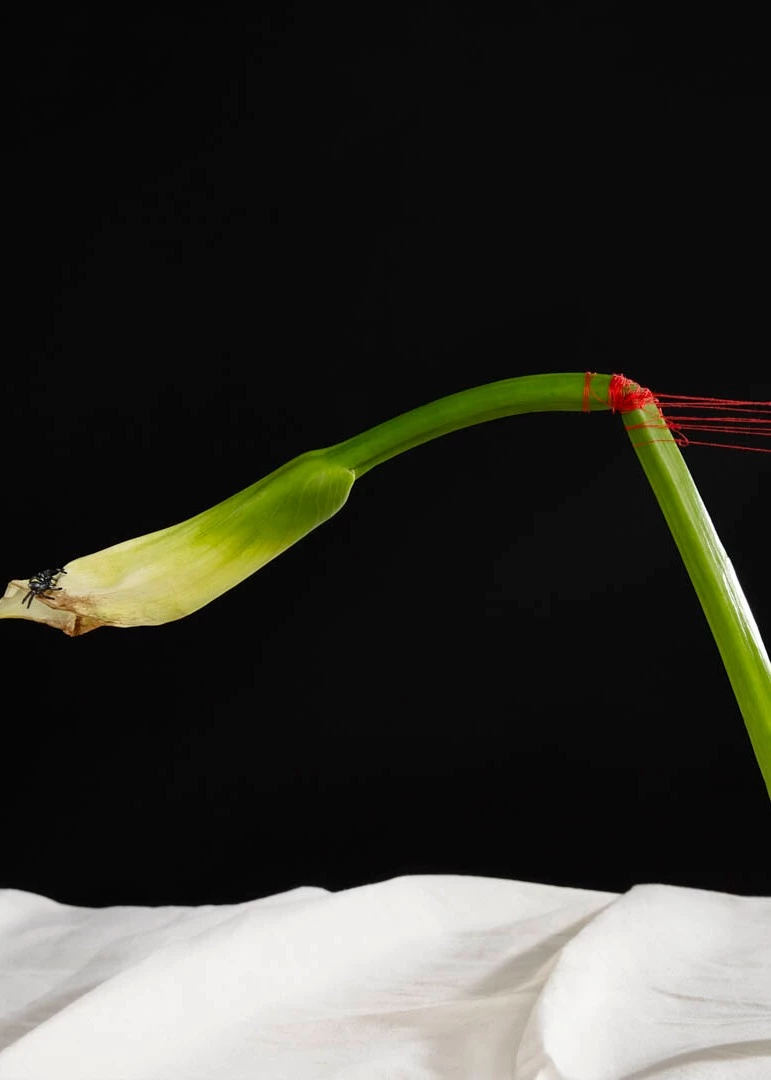 A calla lily against a white sheet and black background is suspended upright by several red strings.