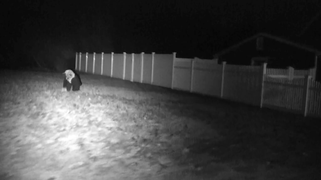 A black-and-white photograph of an animal running through the grass.