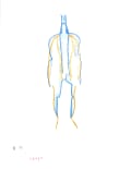 Limbs of body represented by blue and yellow lines