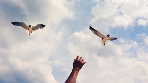 An image of the sky and clouds, with three birds flying in a circle overhead. From the bottom of the frame, there's a hand reaching up towards them.