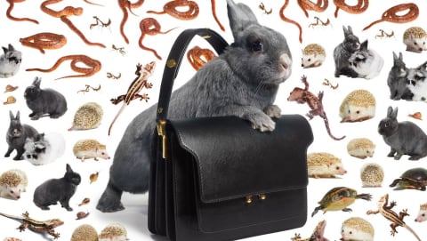 rabbit resting on a black purse with a background of various small animals and critters