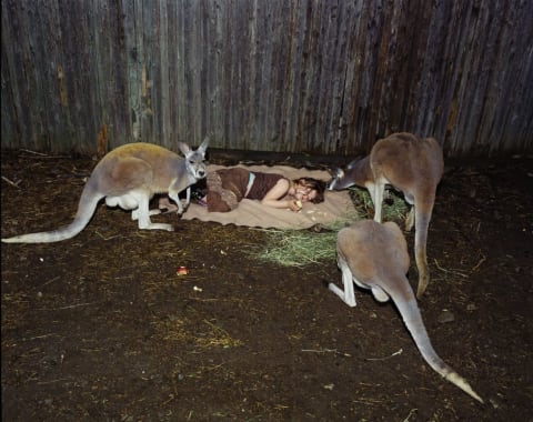 young girl asleep on blanket with three eating kangaroos arond her