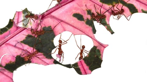 A still from a video, featuring ants cutting up a leaf