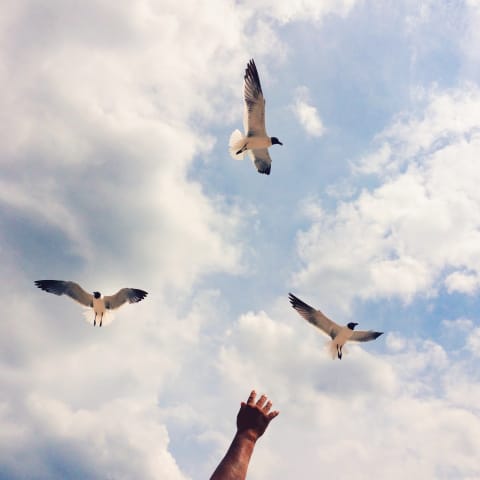 An image of the sky and clouds, with three birds flying in a circle overhead. From the bottom of the frame, there's a hand reaching up towards them.