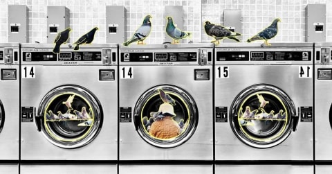 A collage of pigeons on a set of washing machines