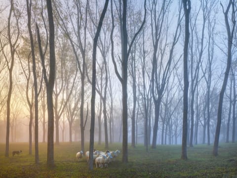 A photo of sheep in a forest with leafless trees. The sky is blue and red 
