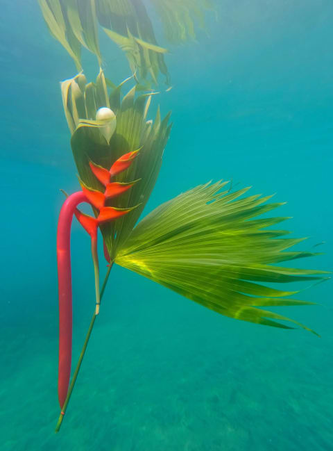 A photo of a corsage with big green leaves and red bird of paradise flowers attached to an oblong balloon and sinking underwater.