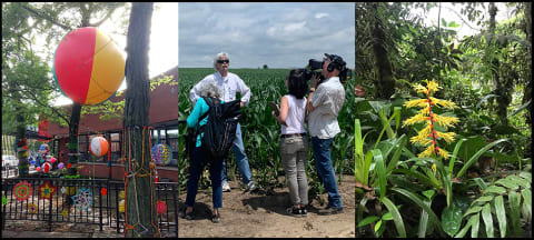 <p "="">A three-paneled image. From left: A balloon tied to a tree, a man being filmed in front of a field of crops, and a yellow flower surrounded by green leaves in a forest.
