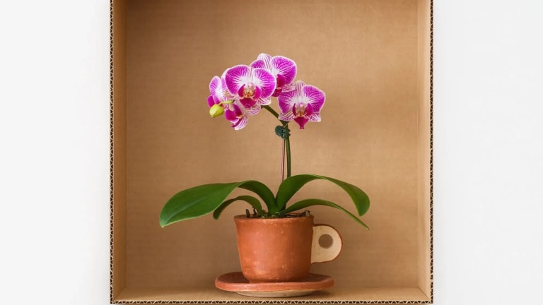 Photograph of a striped pink moth orchid inside a corrugated box