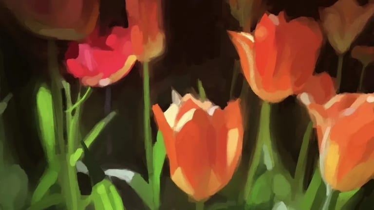 Inkjet print of a painterly digital drawing of red tulips on a black background. 