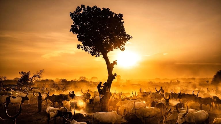 A young Mundari boy climbs up a tree at sunset in a cattle camp in northern South Sudan. 