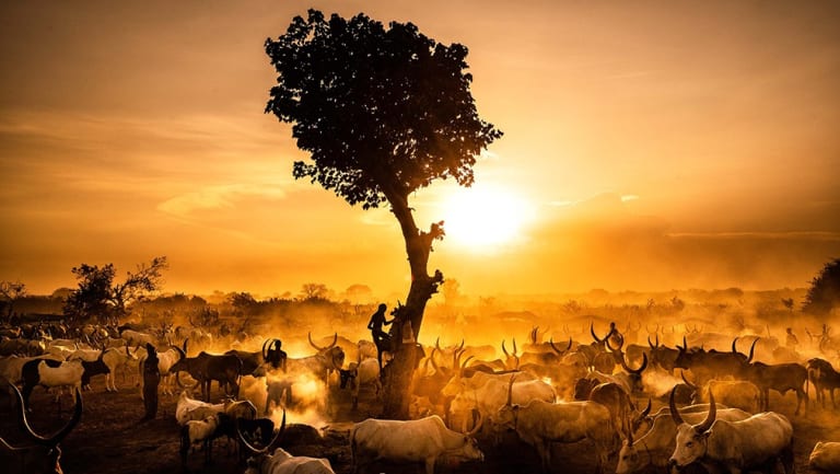 tree in sunlight with animals surrounding it