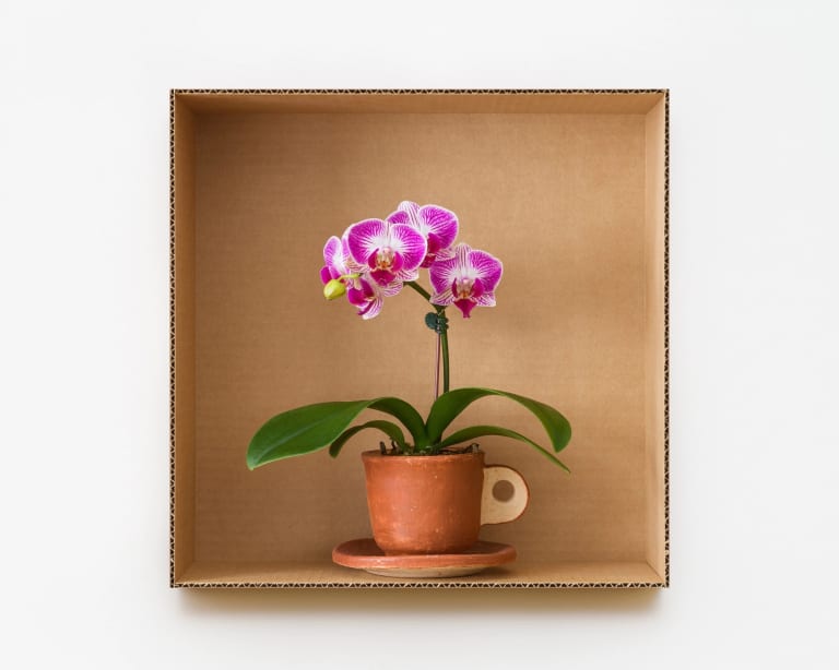 Photograph of a striped pink moth orchid inside a corrugated box