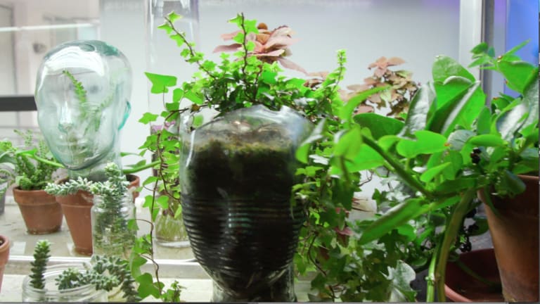 Photo of the SVA Bio Art Lab, where green plants are growing out of human head-shaped vases.