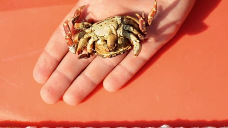 An upside down stone crab in the palm of a hand, with a salmon colored background and white rope.