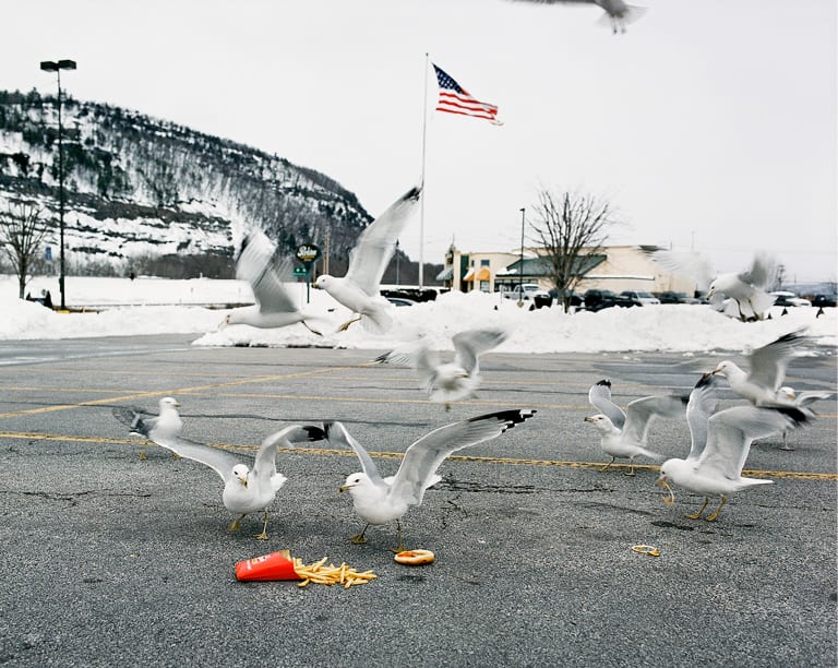 Photograph of seagulls eating french fries off of pavement in front of fast food restaurant, all taking place against a snowy backdrop.
