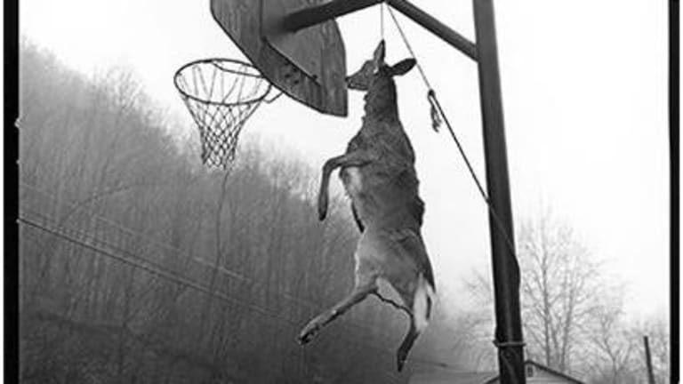 A deer hanging from a basketball hoop.