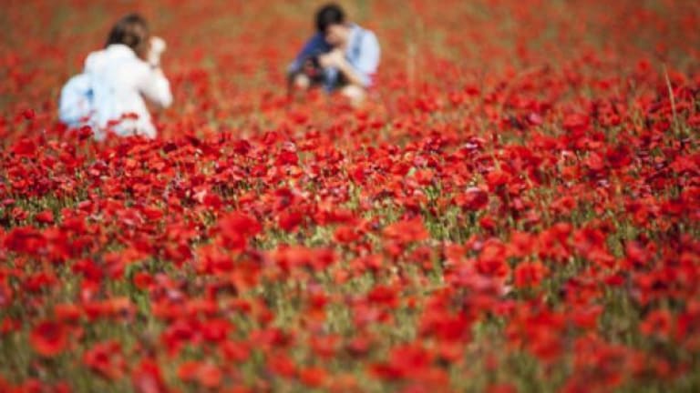 A woman photographing a man in a field of red flowers.