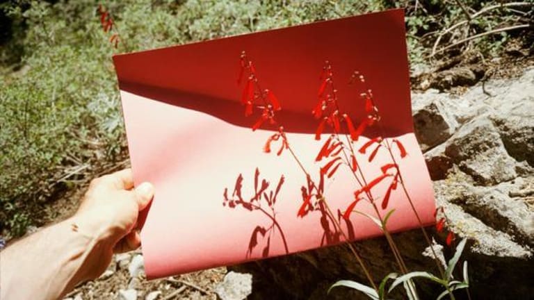 Hey are my holding onto a red folder envelope in the woods by a rock and some foliage the folder it has red leaves highlighting a light pink into red rectangular page.