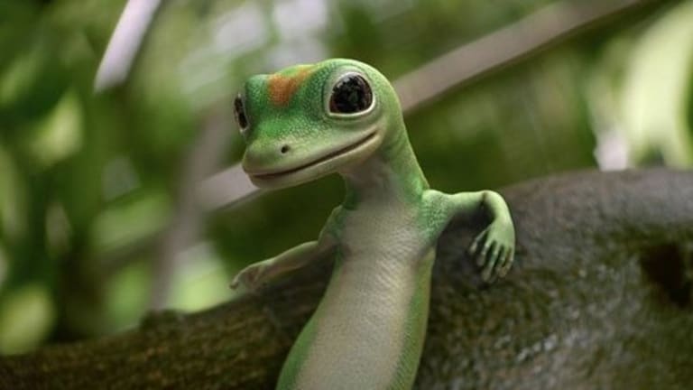 The geico gecko leaning on a log