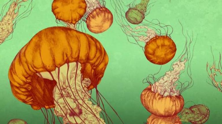 A school of orange jellyfish illustrated in the ocean.