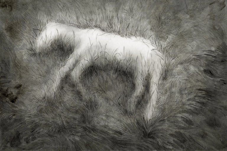 Black and white graphite illustration of the outline of a white horse laying down on tall grass. 