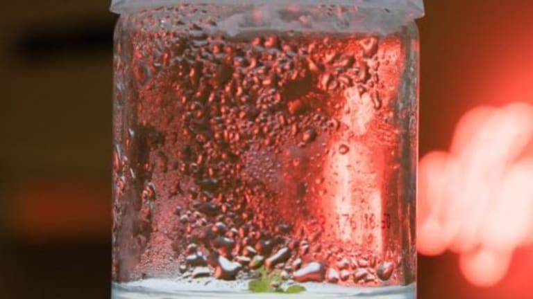 A plastic container with milky liquid in the lower quarter and condensation on the sides. A small plant rests in the middle.