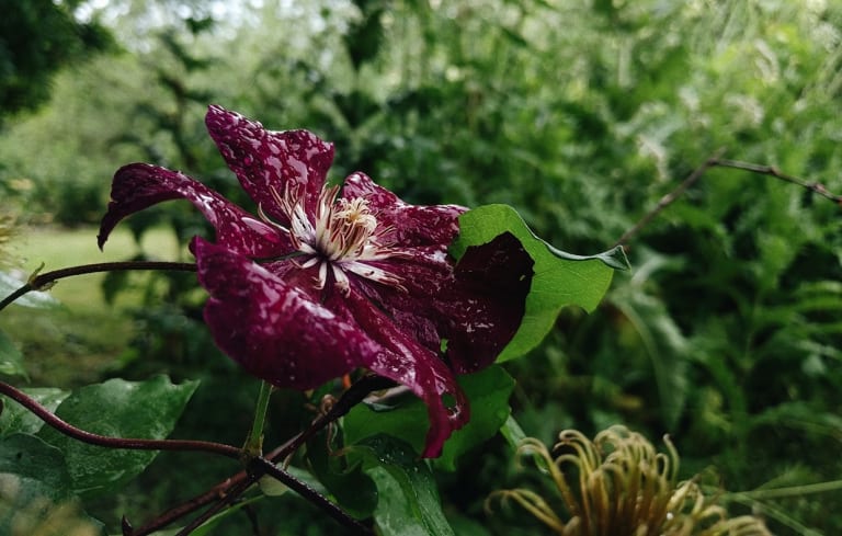 A photograph of a purple flower surrounded by green foliage by Olena Shmahalo