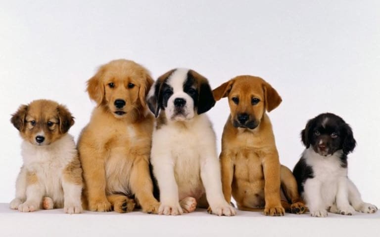 Five puppies of varying ages and breeds.