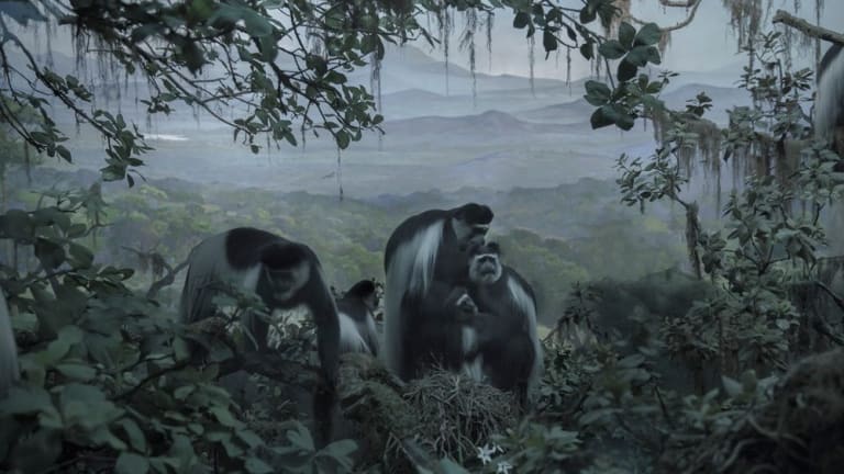 black and white monkeys digging and searching in a jungle.
