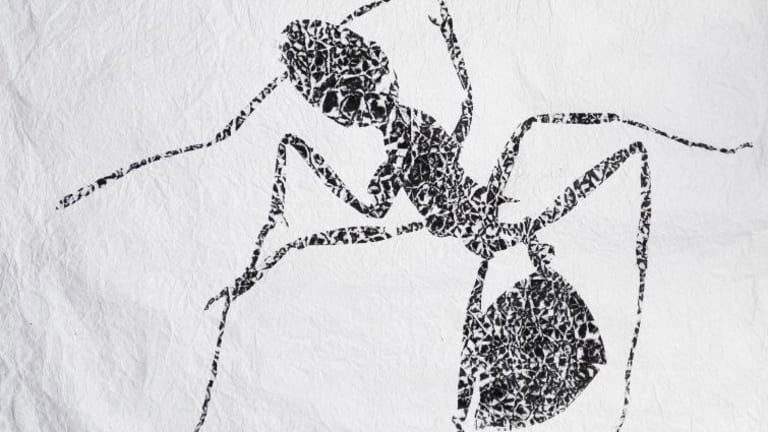 a printed image of an ant