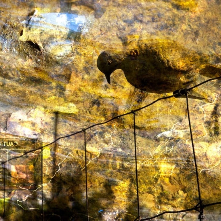 A composite image that features, among other things, a photograph of a bird perched on a wire fence.