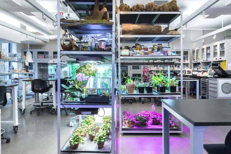 Here is a photo of SVA’s bio art lab, with biological specimens arranged on racks, with colored lighting. 