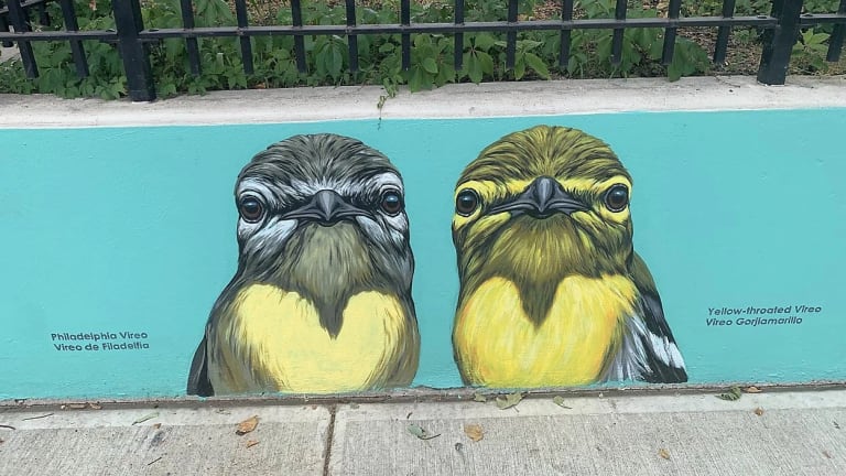 two small yellow birds drawn on a aqua-colored mural, green grass in the top of the image and concrete sidewalk below.