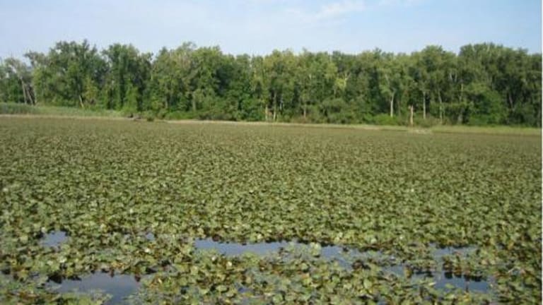 Green spans across the swamp covered with lily pads. Many trees line the edge of the swamp.