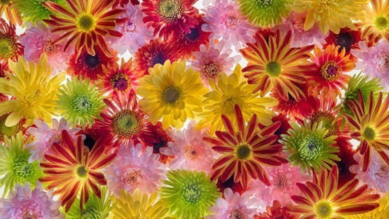 An cascade of flavorful colors, the flowers are in space for an breathing display.