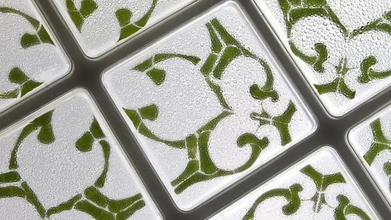 An image of a traditional, geometric tile design made from plant matter is allowed to change in unpredictable ways inside petri dishes.