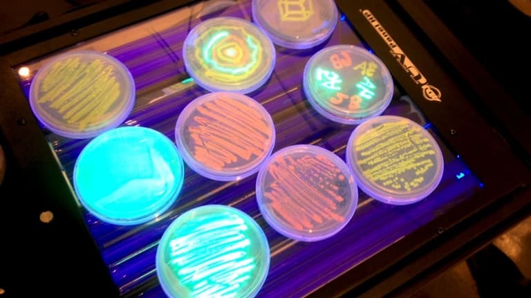 Glowing Petri dishes on a Ultra Violet lamp.