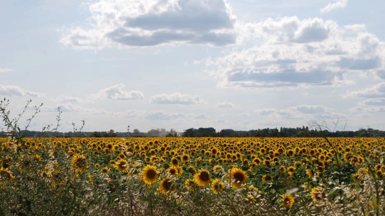 field of sunflowers