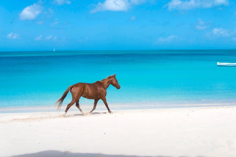 A photograph of a horse trotting along an otherwise-empty stretch of beach, with clear blue water in the background.