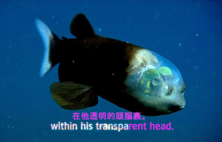 A close up of a fish with a transparent head, the back of it's body in shadow